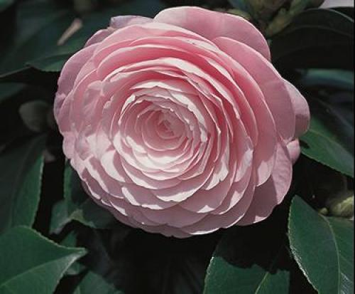 CAMELLIA japonica 'Pearl Maxwell' .