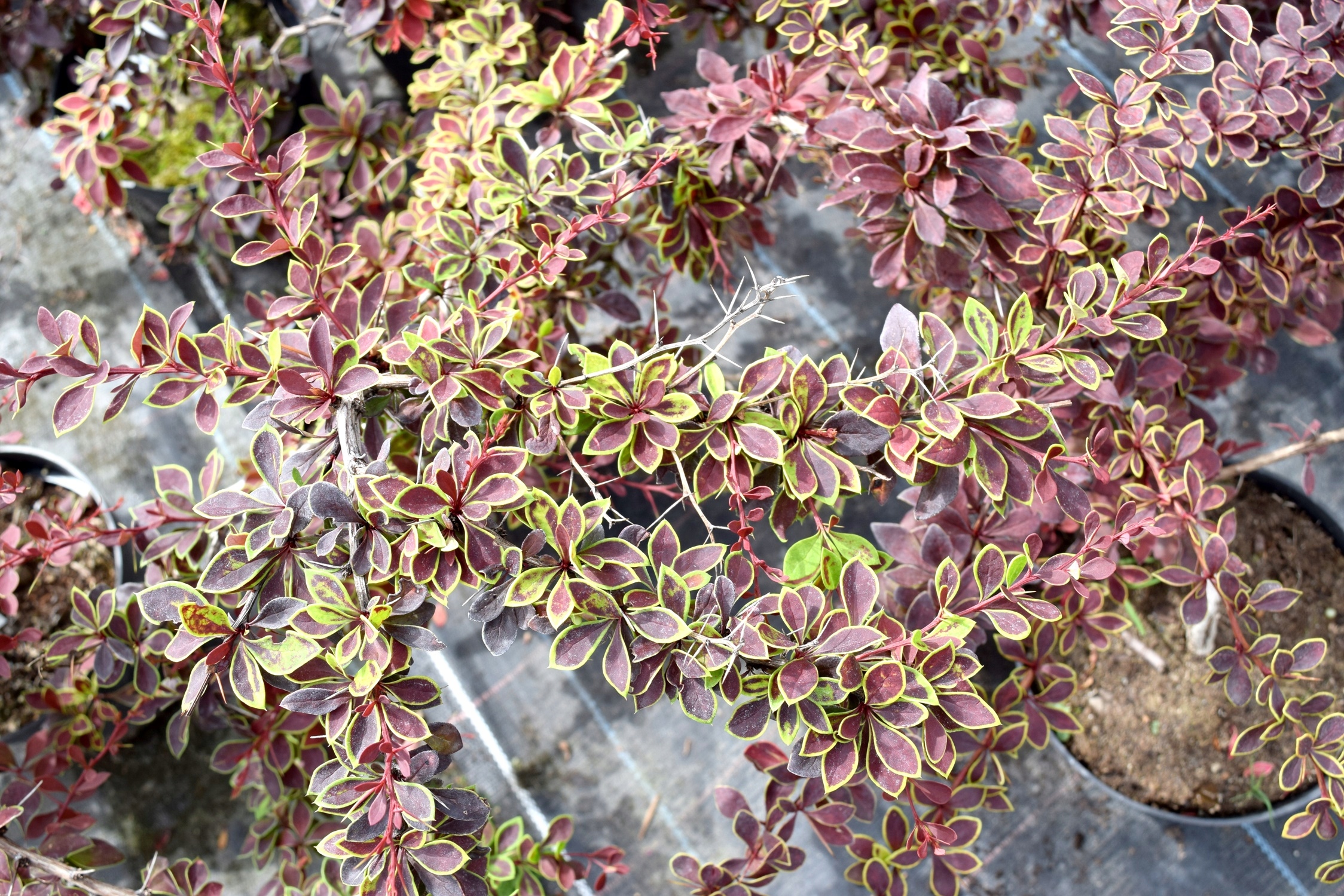 Барбарис Тунберга \`Коронита\` Berberis thunbergii \`Coronita\`