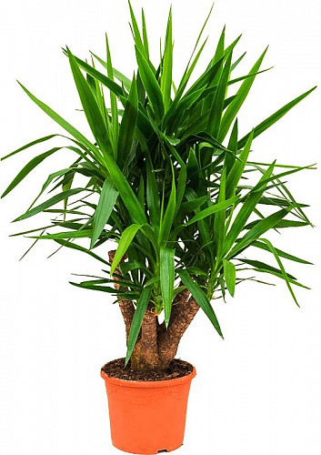 Yucca ELEPHANTIPES Юкка слоновая