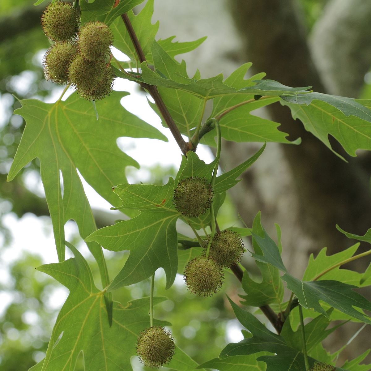 Платан (Platanus)